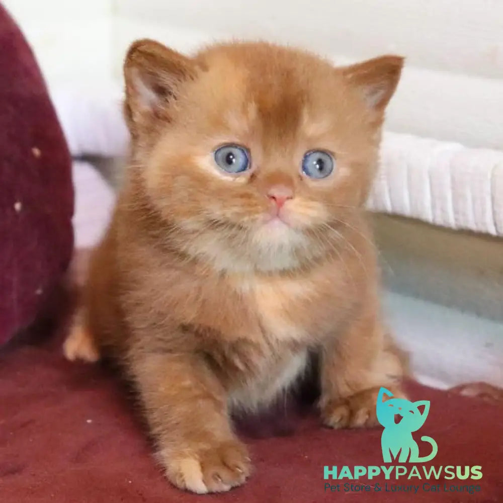 Rebecca British Shorthair female cinnamon tortie - live animals