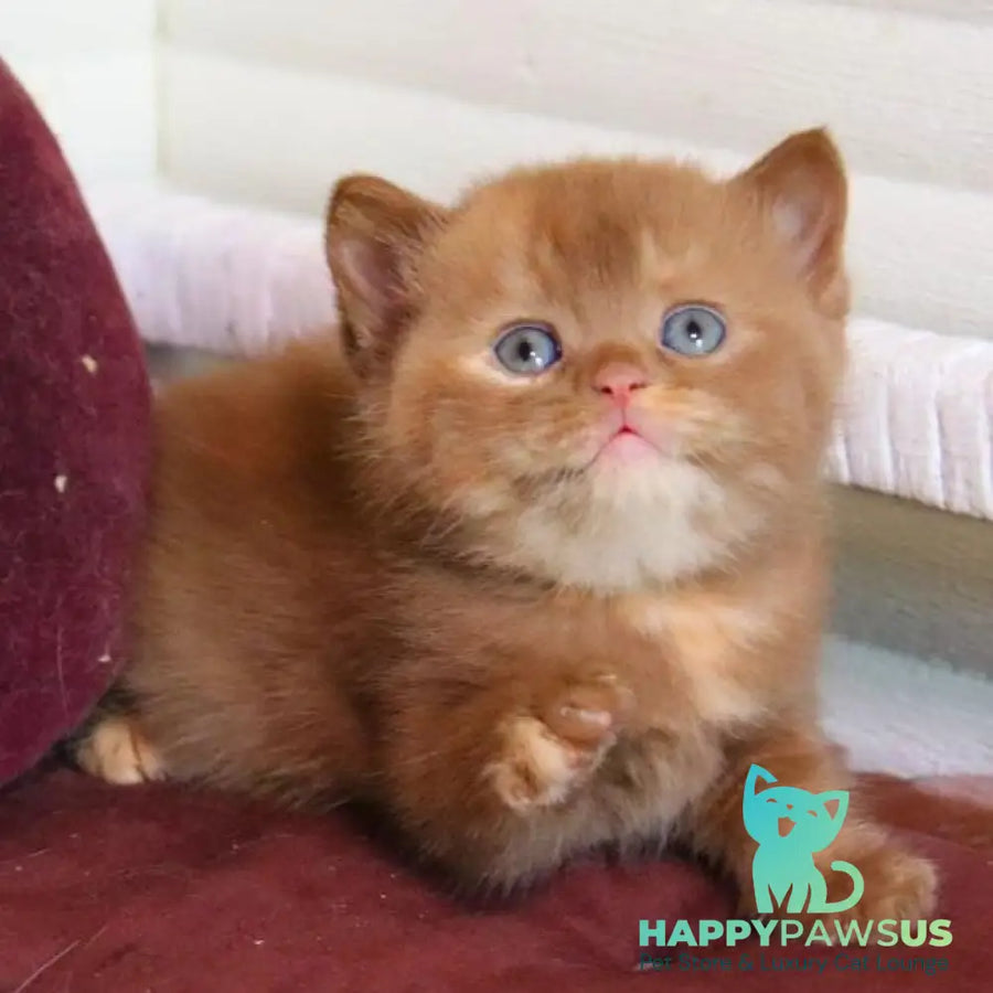 Rebecca British Shorthair female cinnamon tortie - live animals