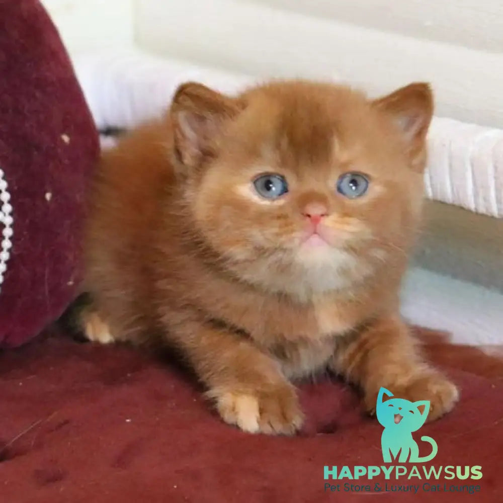 Rebecca British Shorthair female cinnamon tortie - live animals