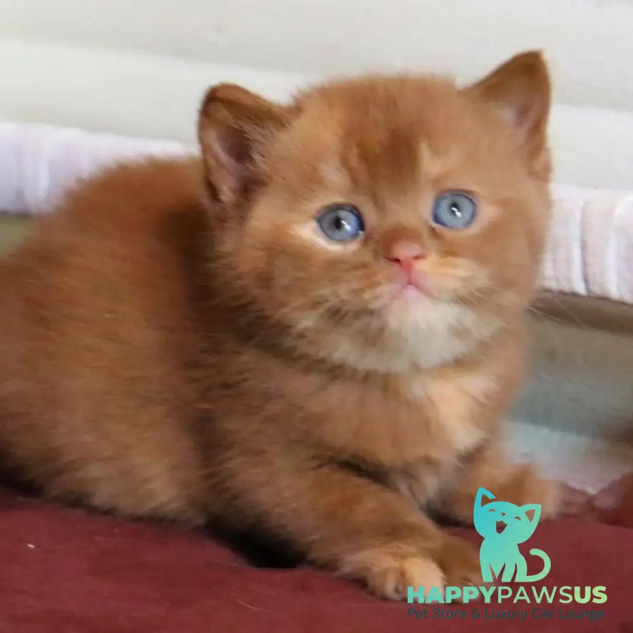 Rebecca British Shorthair female cinnamon tortie - live animals