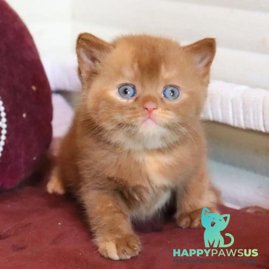 Rebecca British Shorthair female cinnamon tortie - live animals