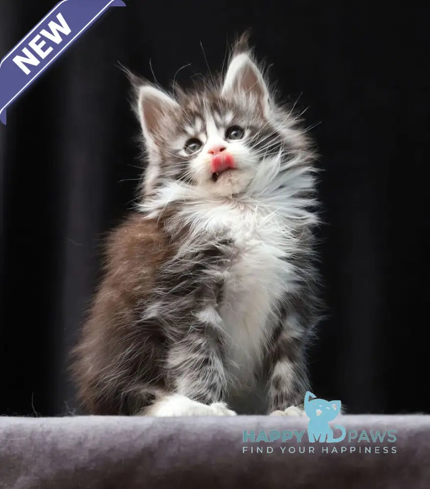 Rebecca Maine Coon polydactyl female black silver bicolour tabby live animals