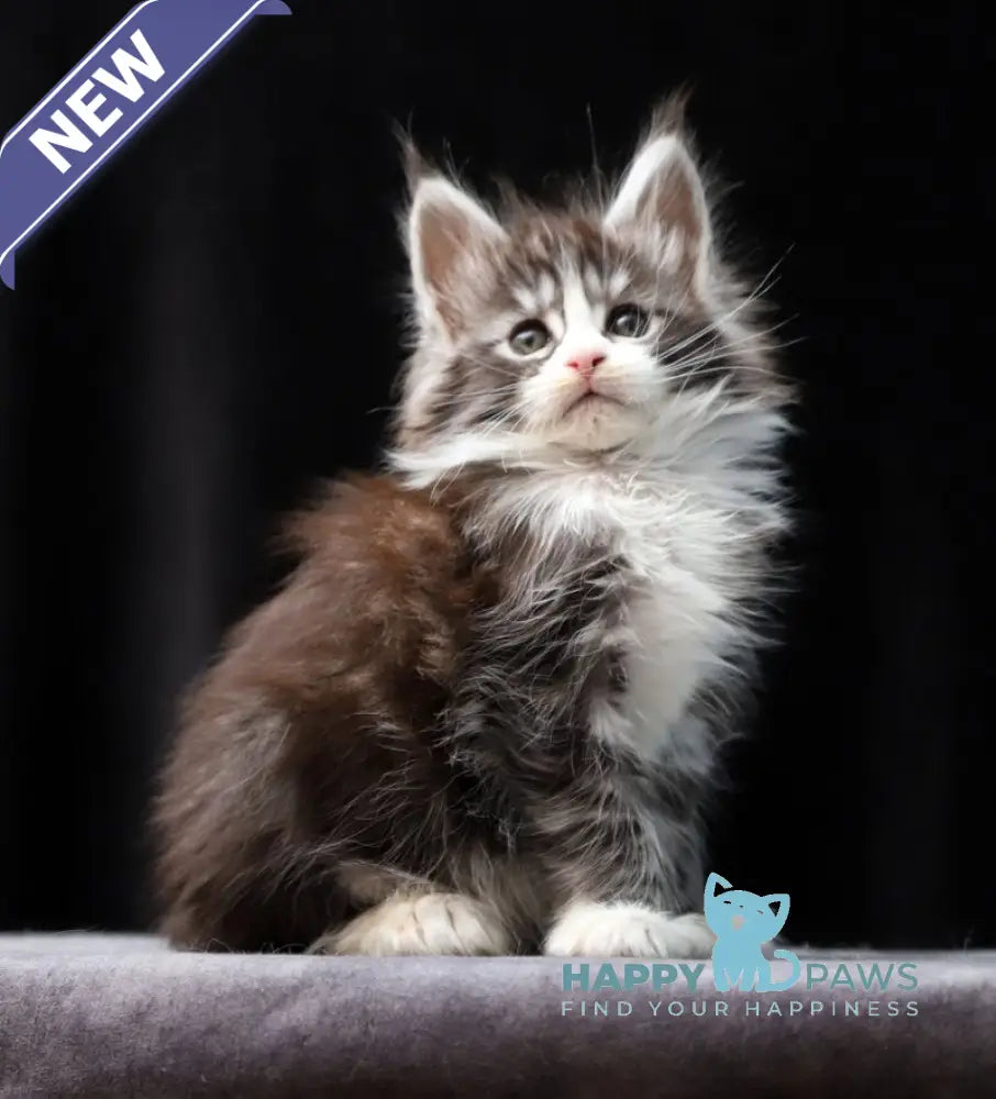 Rebecca Maine Coon polydactyl female black silver bicolour tabby live animals