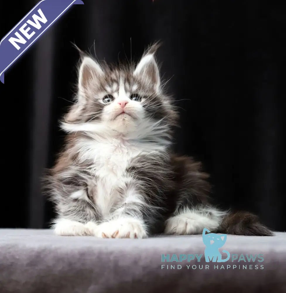 Rebecca Maine Coon polydactyl female black silver bicolour tabby live animals
