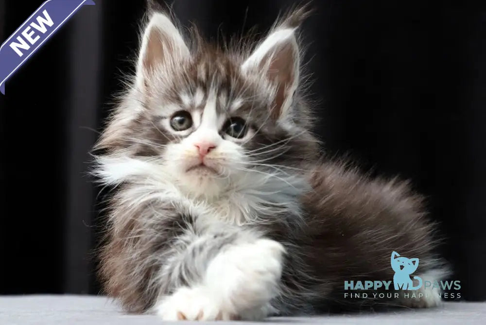 Rebecca Maine Coon polydactyl female black silver bicolour tabby live animals