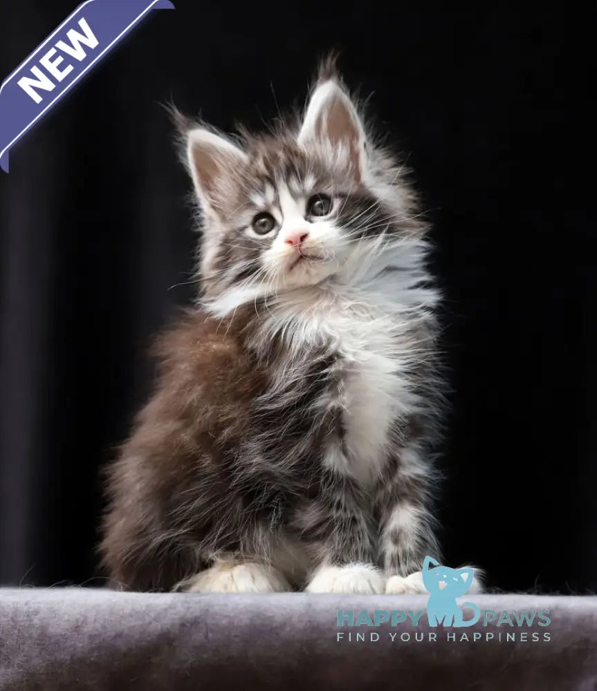 Rebecca Maine Coon polydactyl female black silver bicolour tabby live animals