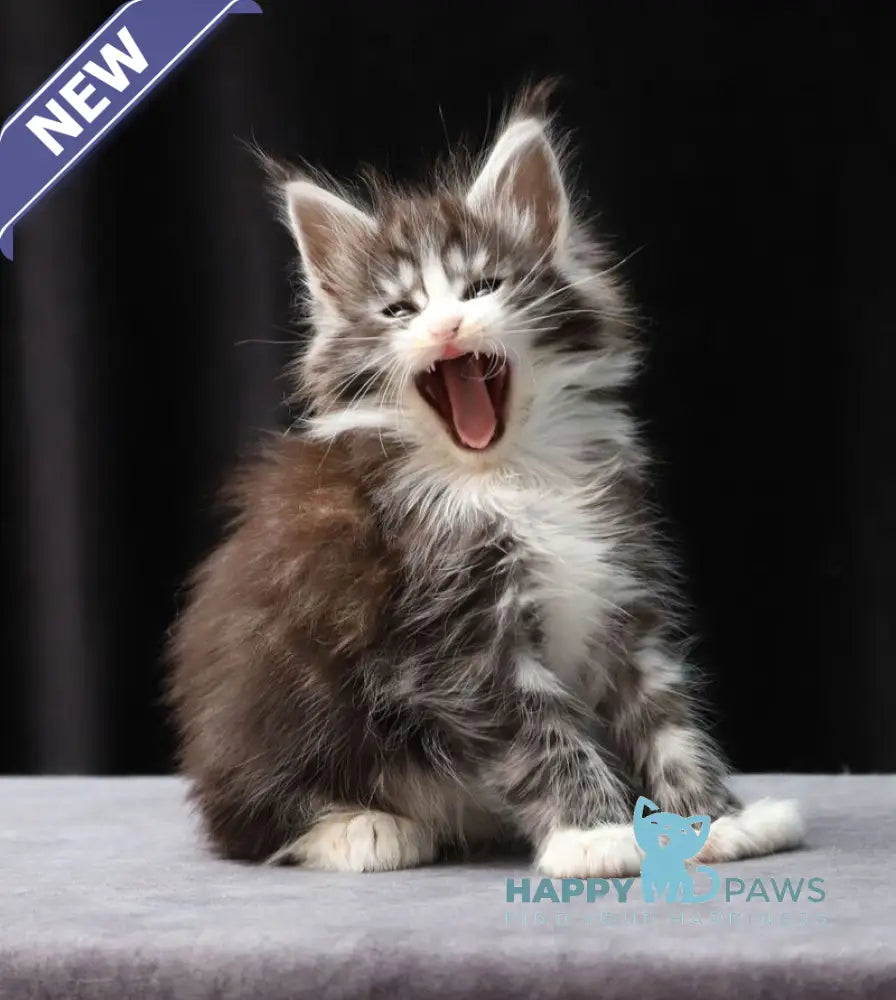 Rebecca Maine Coon polydactyl female black silver bicolour tabby live animals