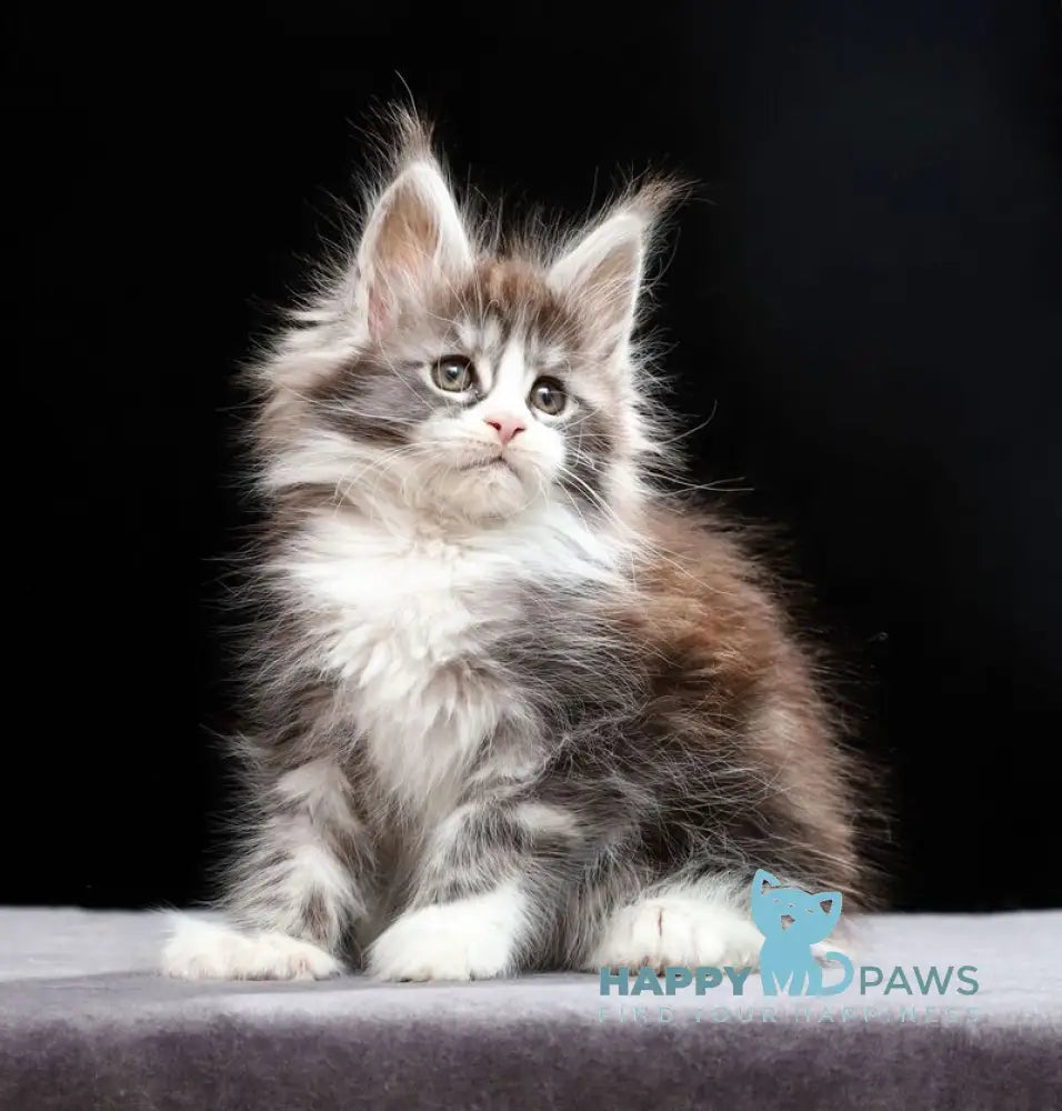 Rebecca Maine Coon polydactyl female black silver tabby bicolour live animals