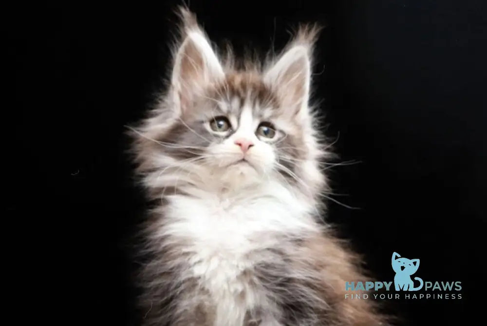 Rebecca Maine Coon polydactyl female black silver tabby bicolour live animals