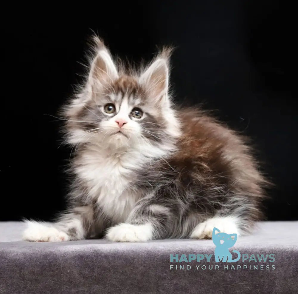 Rebecca Maine Coon polydactyl female black silver tabby bicolour live animals