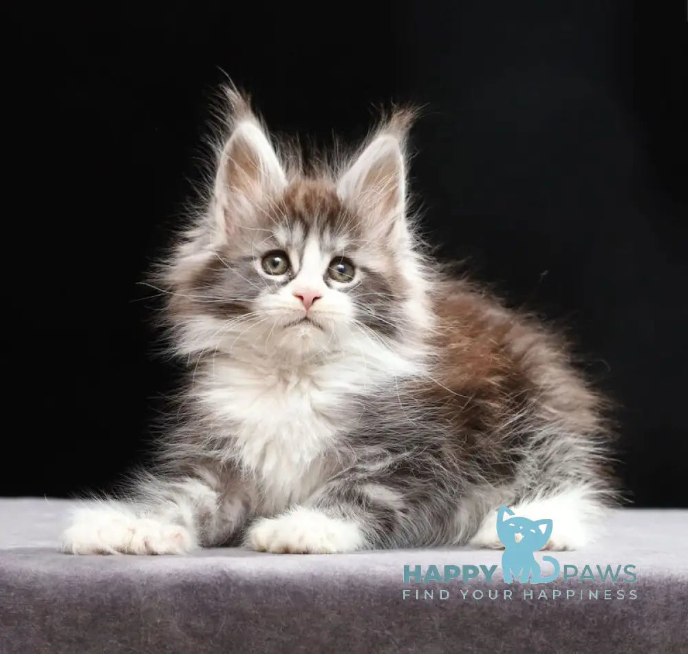 Rebecca Maine Coon polydactyl female black silver tabby bicolour live animals