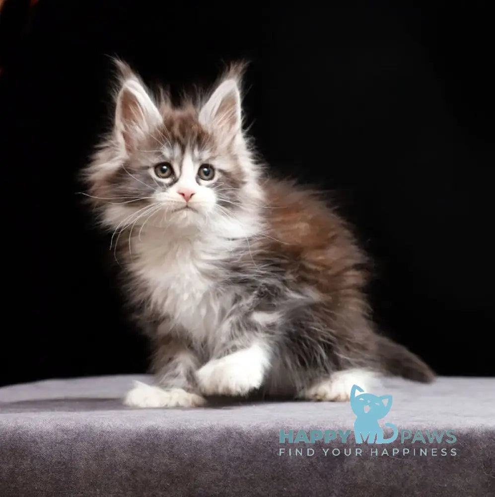 Rebecca Maine Coon polydactyl female black silver tabby bicolour live animals
