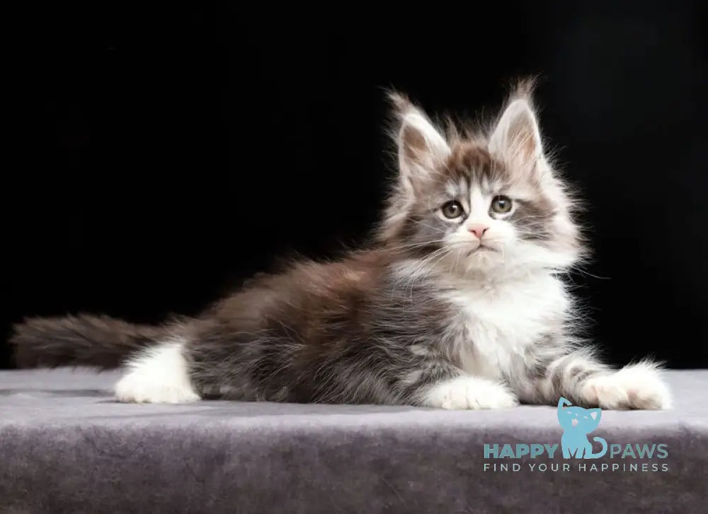 Rebecca Maine Coon polydactyl female black silver tabby bicolour live animals