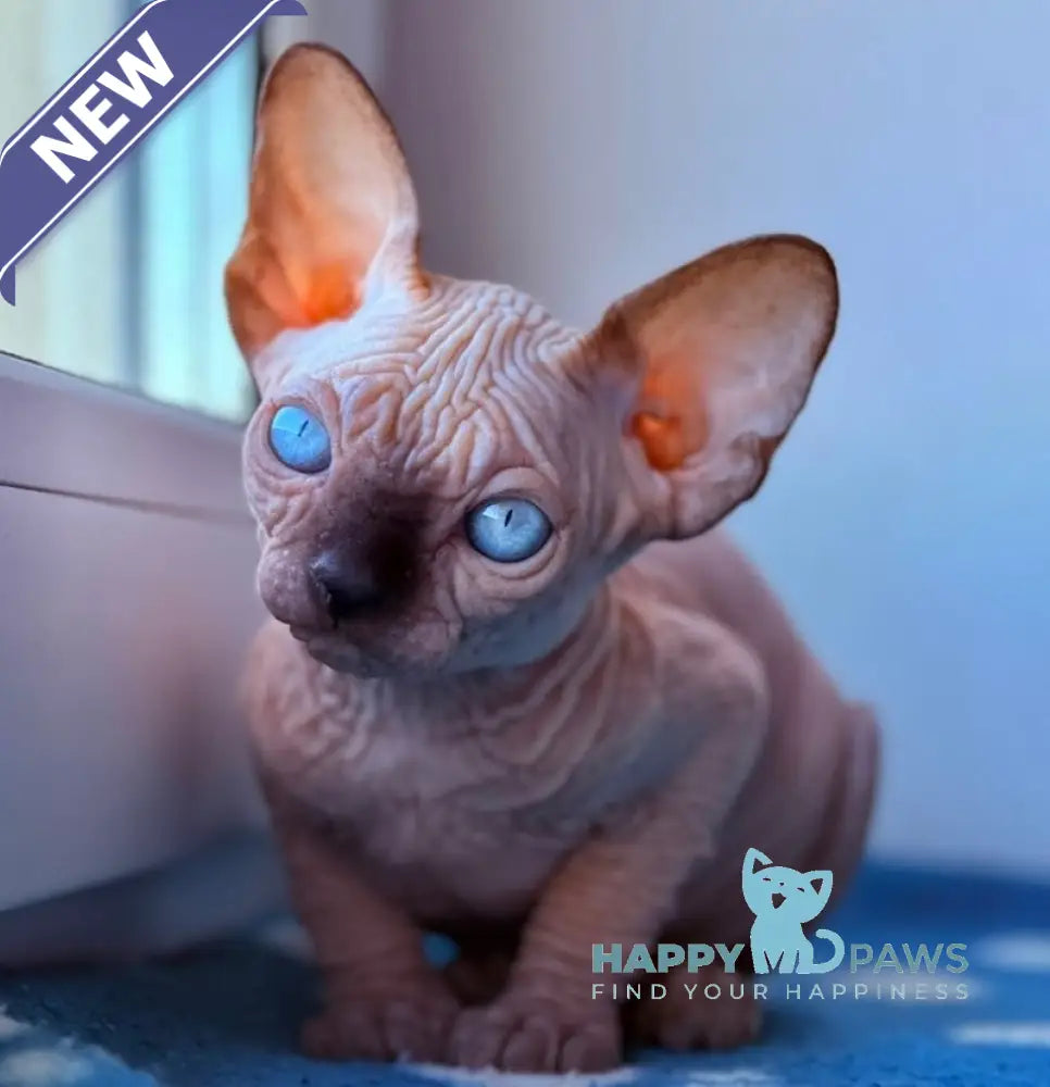Rebus Canadian Sphynx male black pointed live animals