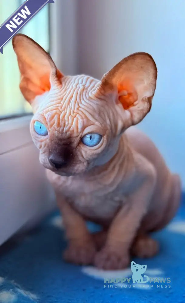 Rebus Canadian Sphynx male black pointed live animals