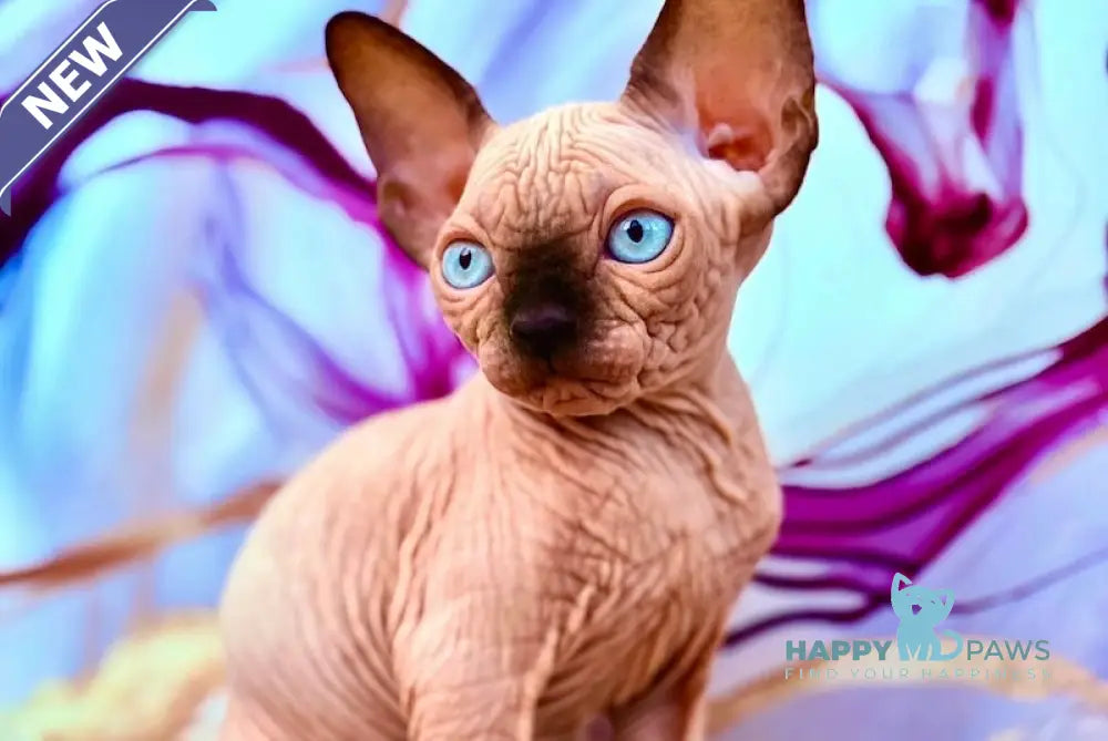 Rebus Canadian Sphynx male black pointed live animals