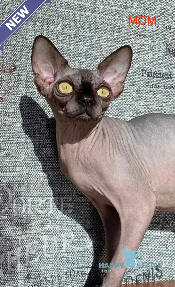 Rebus Canadian Sphynx male black pointed live animals