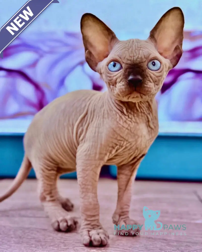 Rebus Canadian Sphynx male black pointed live animals