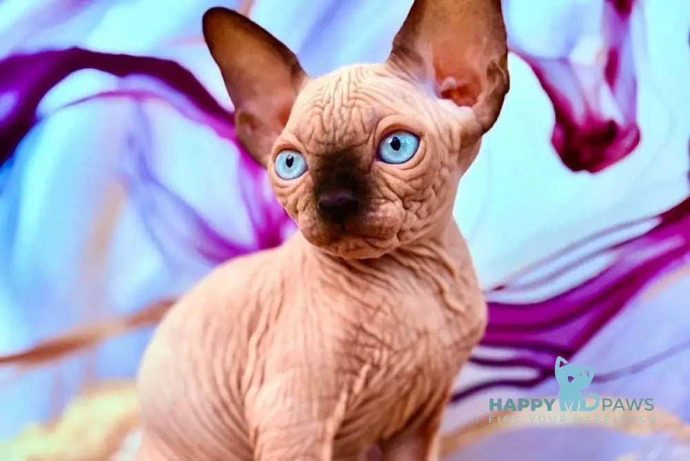 Rebus Canadian Sphynx male black pointed live animals