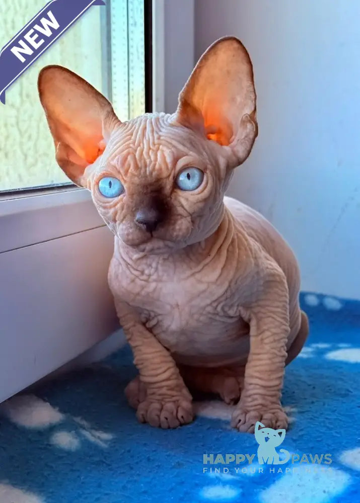 Rebus Canadian Sphynx male black pointed live animals