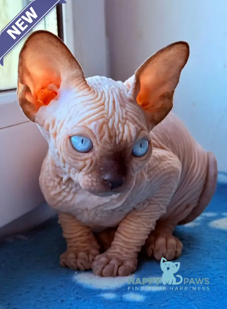 Rebus Canadian Sphynx male black pointed live animals
