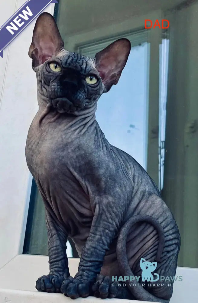 Rebus Canadian Sphynx male black pointed live animals