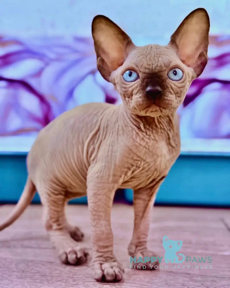 Rebus Canadian Sphynx male black pointed live animals