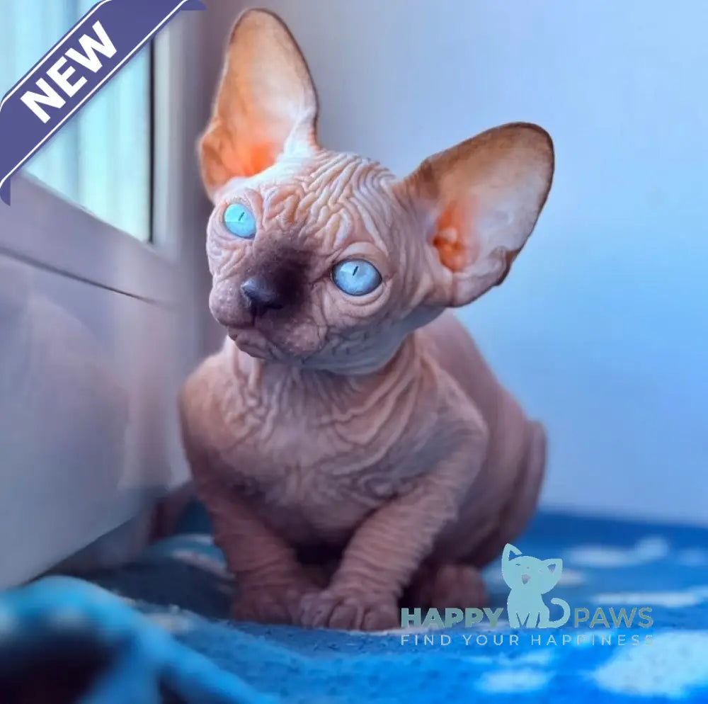 Rebus Canadian Sphynx male black pointed live animals