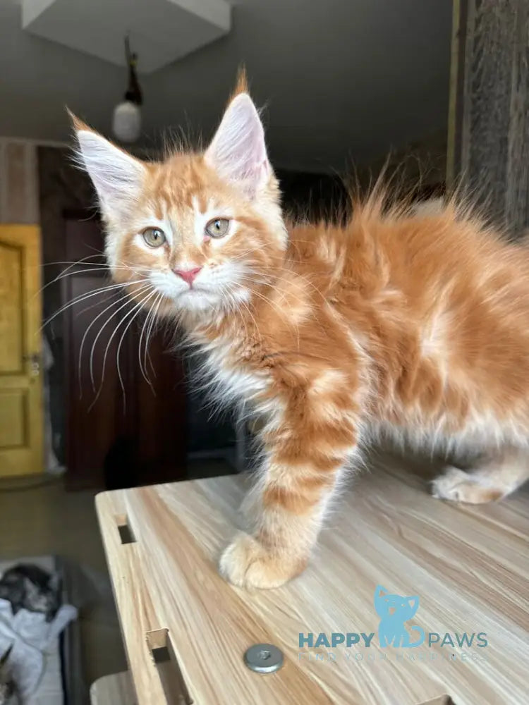 Duchesse Maine Coon male red silver spotted tabby live animals