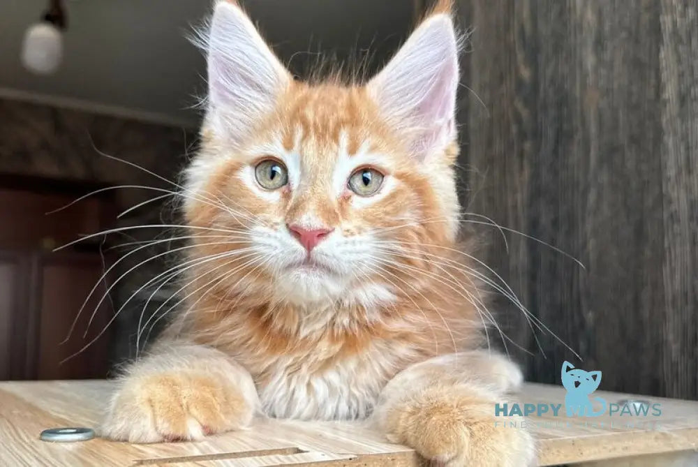 Duchesse Maine Coon male red silver spotted tabby live animals