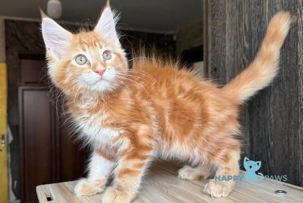 Duchesse Maine Coon male red silver spotted tabby live animals