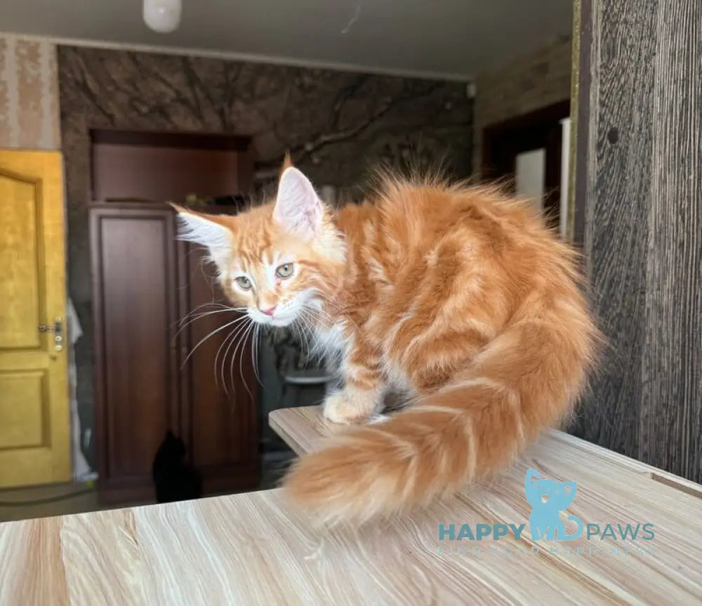 Duchesse Maine Coon male red silver spotted tabby live animals