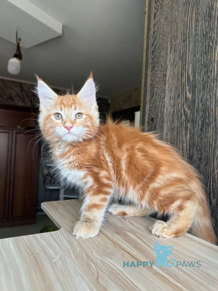 Duchesse Maine Coon male red silver spotted tabby live animals