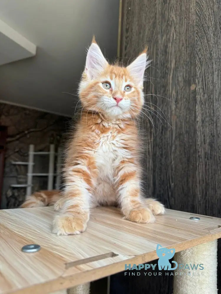 Duchesse Maine Coon male red silver spotted tabby live animals