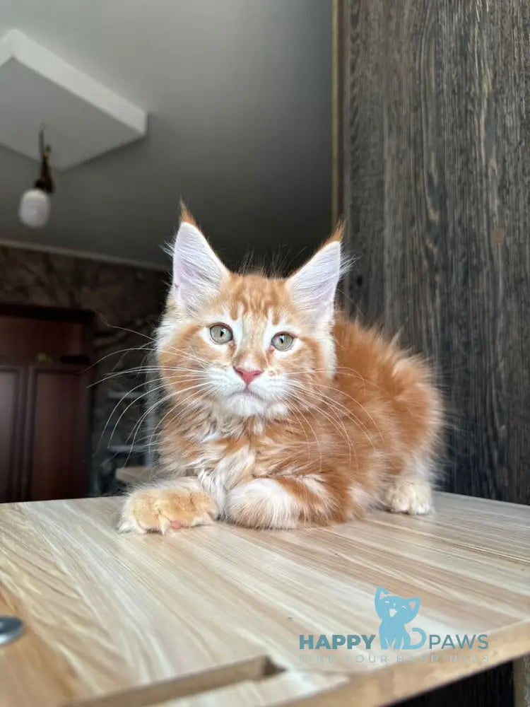 Duchesse Maine Coon male red silver spotted tabby live animals