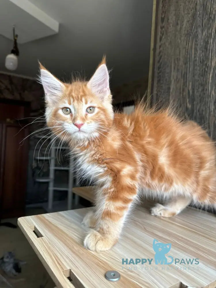 Duchesse Maine Coon male red silver spotted tabby live animals