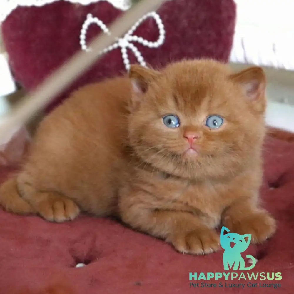 Redmy British Shorthair female cinnamon - live animals