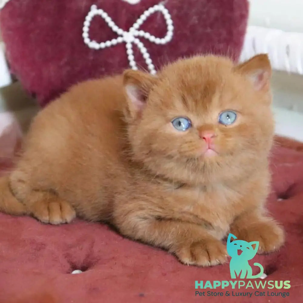 Redmy British Shorthair female cinnamon - live animals