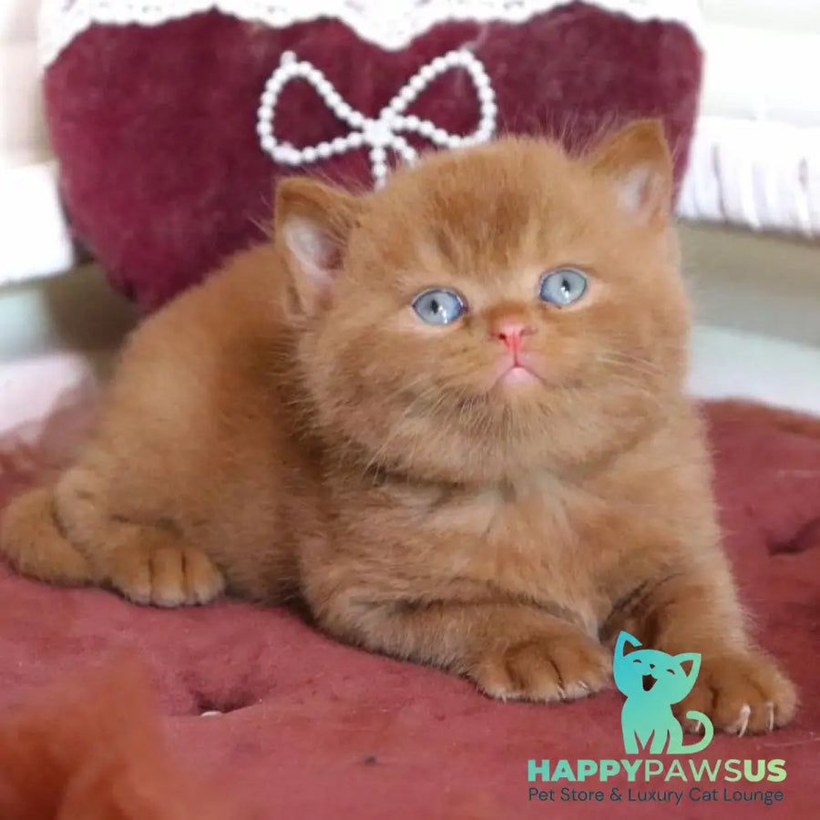 Redmy British Shorthair female cinnamon - live animals