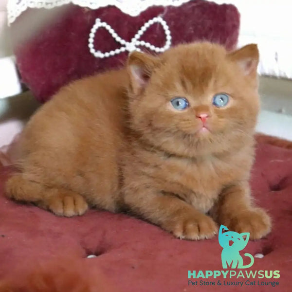 Redmy British Shorthair female cinnamon - live animals