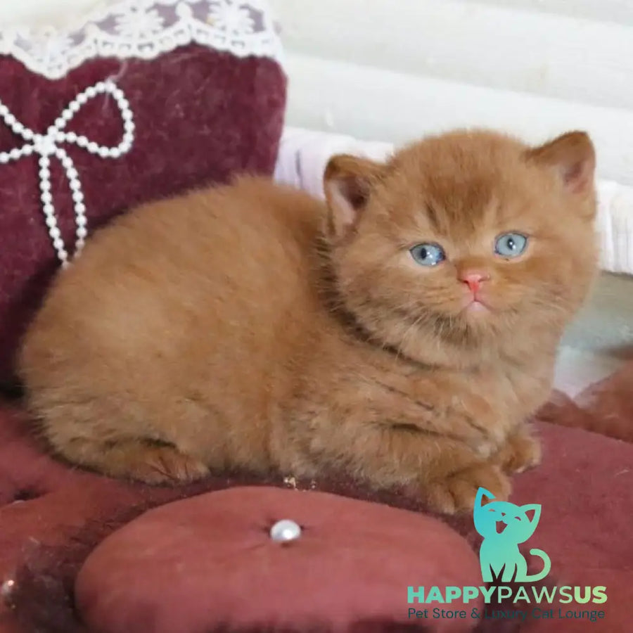 Redmy British Shorthair female cinnamon - live animals