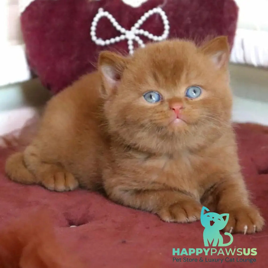 Redmy British Shorthair female cinnamon - live animals