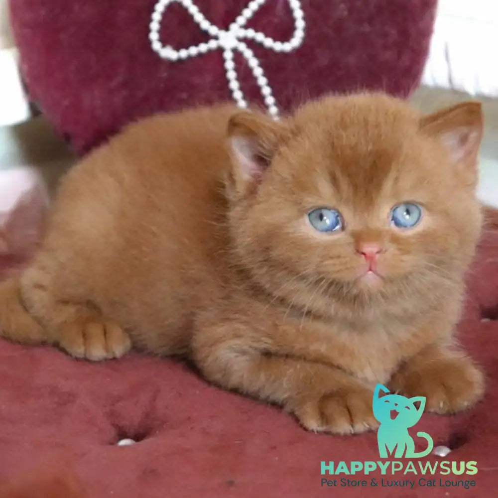 Redmy British Shorthair female cinnamon - live animals