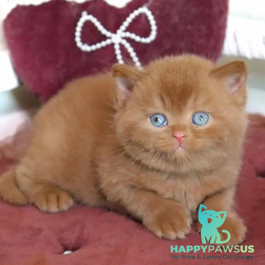 Redmy British Shorthair female cinnamon - live animals