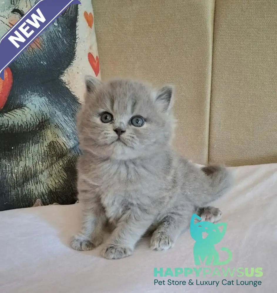 Regina British Longhair female blue - live animals