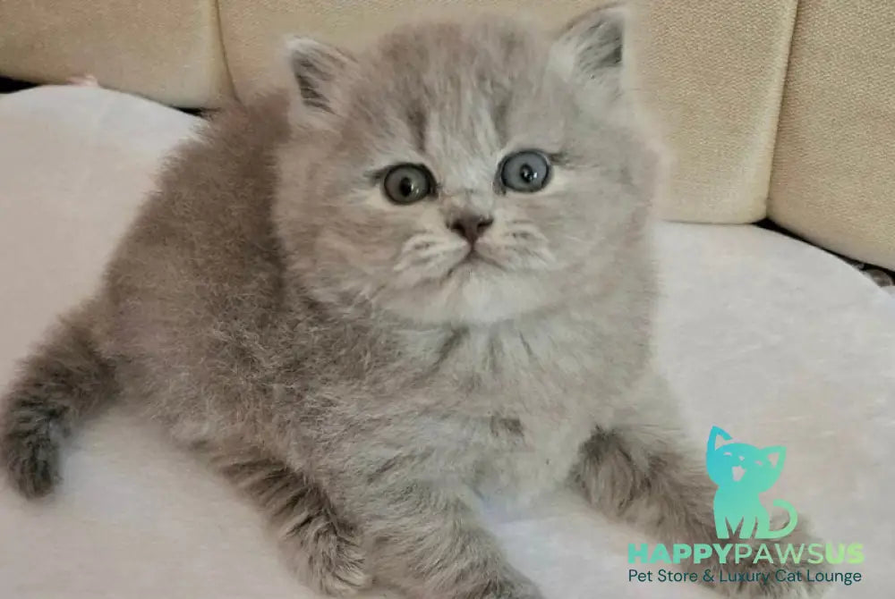 Regina British Longhair female blue - live animals