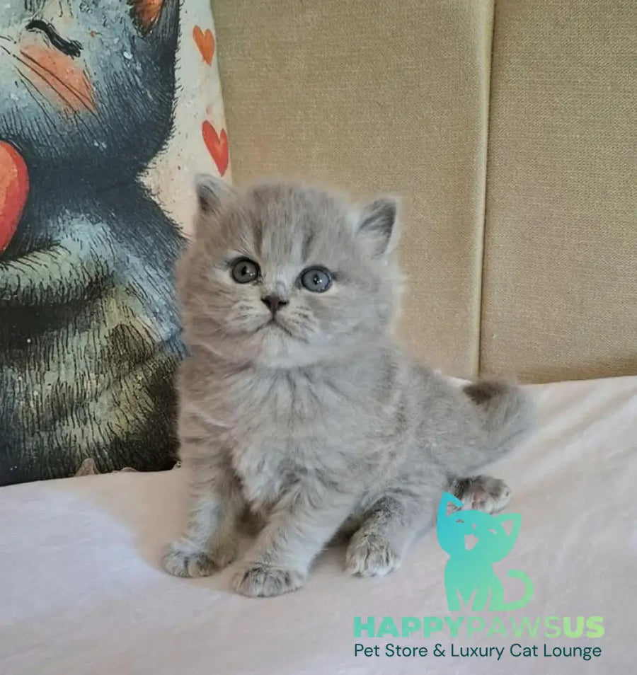 Regina British Longhair female blue - live animals