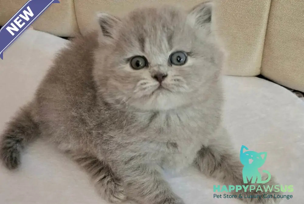 Regina British Longhair female blue - live animals