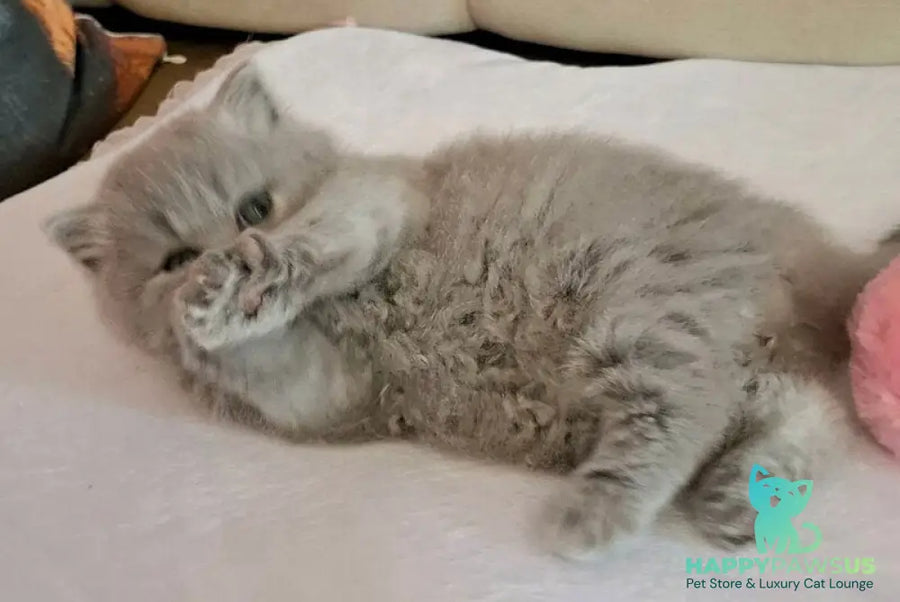 Regina British Longhair female blue - live animals