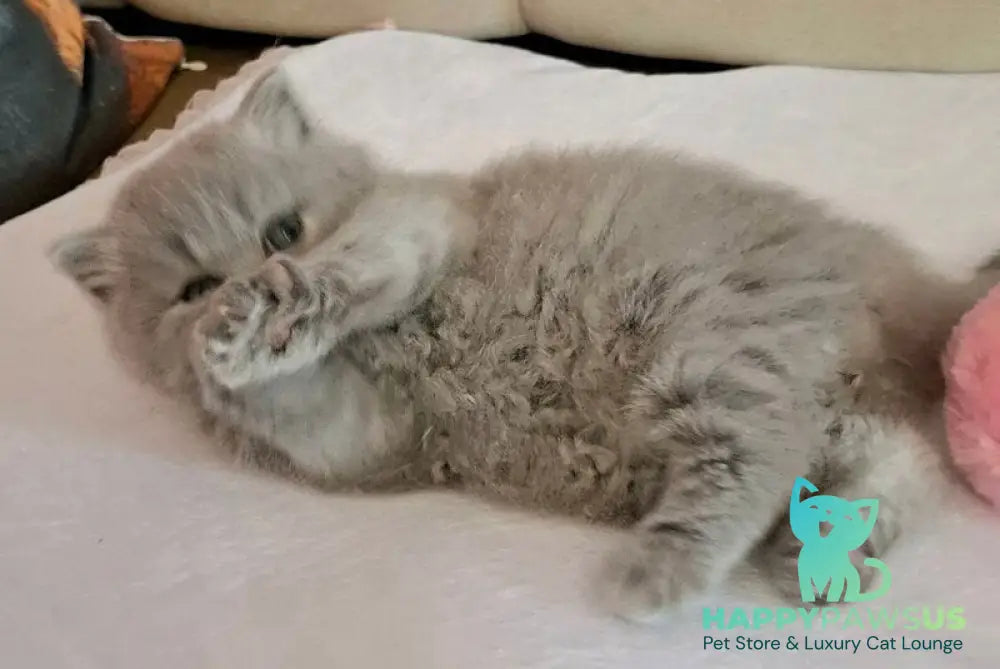 Regina British Longhair female blue - live animals